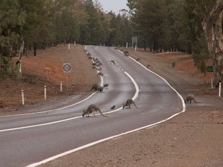 Kangaroo Confusion Delays Rollout of Driverless Cars in Australia.